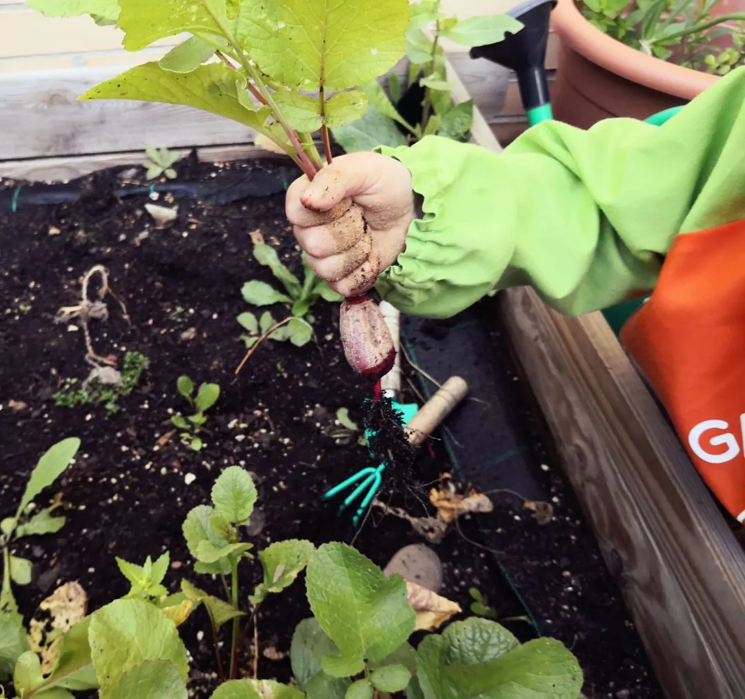 recogiendo verduras GM