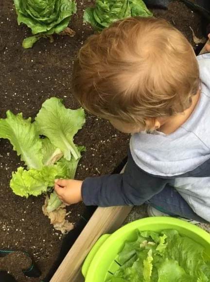 recolectando-lechuga